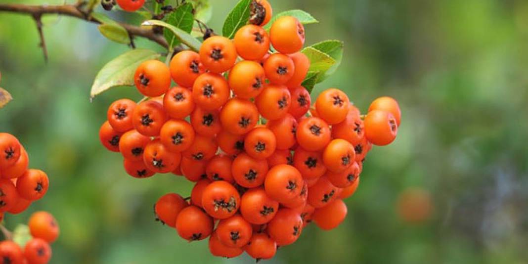 Tüm Dünya için çok önemli ama sadece Türkiye’de yetişiyor! Hem vitamin hem mineral deposu: Altın kadar değerli bir besin 2